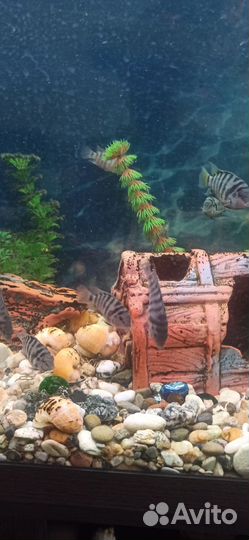 Рыбки цихлиды