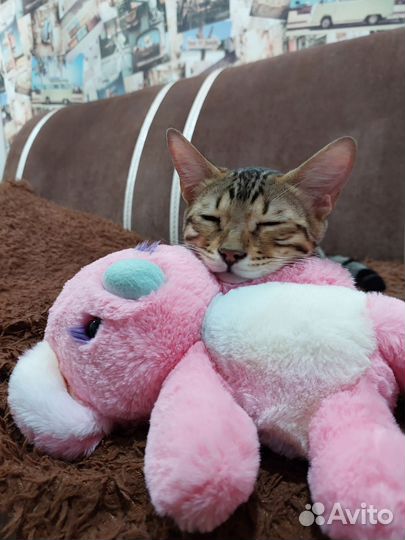 Бенгальская