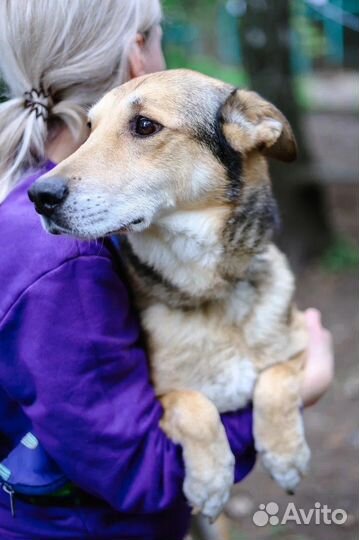 Спасите собаку из приюта
