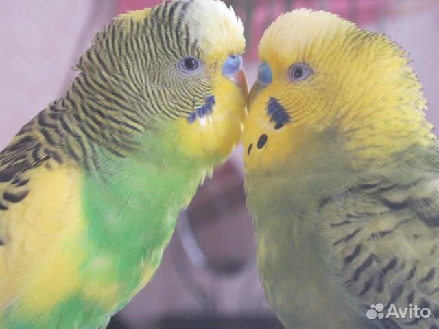 Передержка птиц