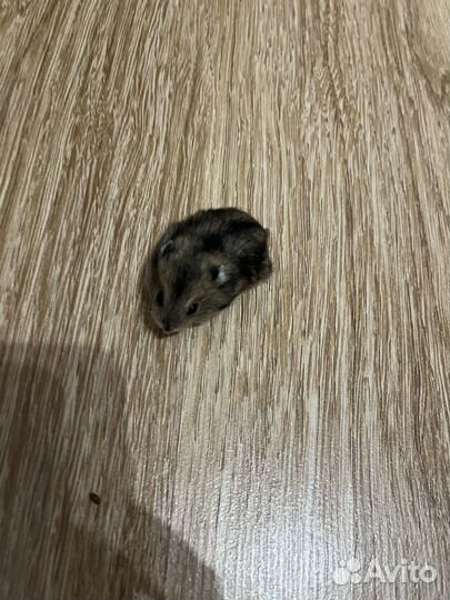 Джунгарский хомяк маленький