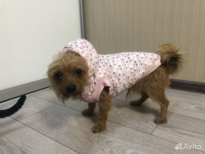 Комбинезон для собаки