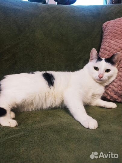 Кошечка в добрые руки