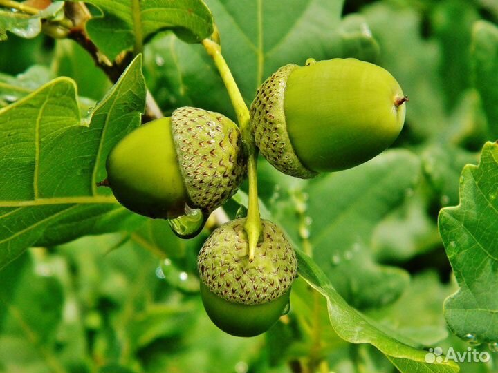 Саженцы декоративных деревьев