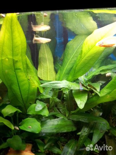 Аквариумные растения
