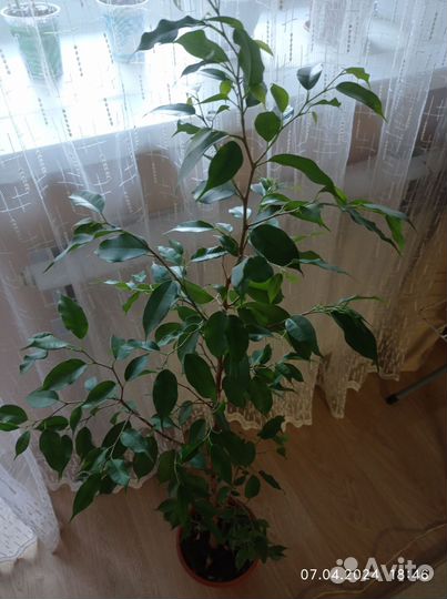 Фикус Наташа мелколистный