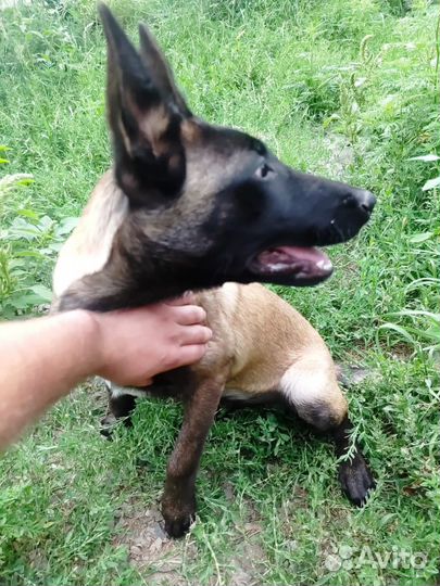 Бельгийский Малинуа