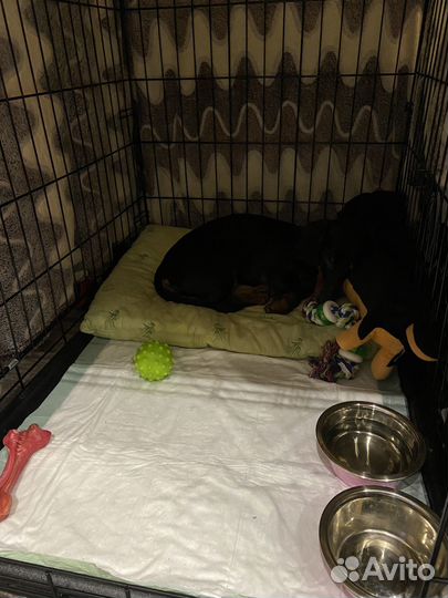 Клетка для собак в квартиру