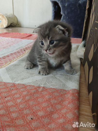 Котенок в добрые руки