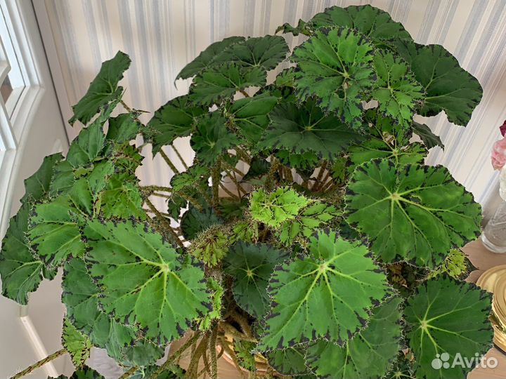 Бегония тигровая