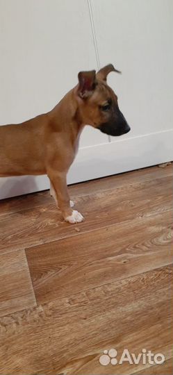 Щенки стандартного бультерьера