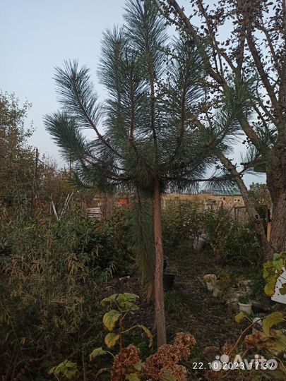 Сосна на штамбе