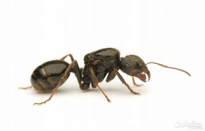 Муравьи разных видов (lasius,messor)