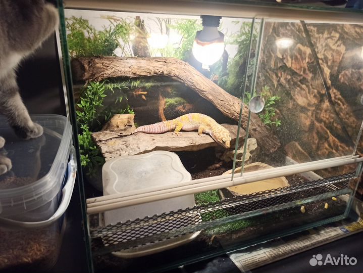 Геккон эублефар