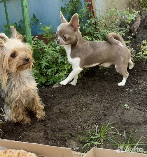 Чихуахуа мини вязка