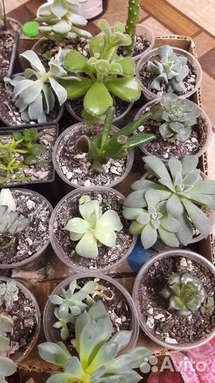 Кактус и суккуленты