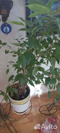 Комнатные цветы