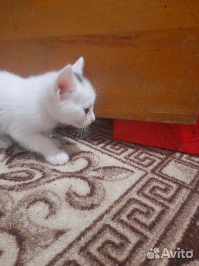 Кошка в дар бесплатно