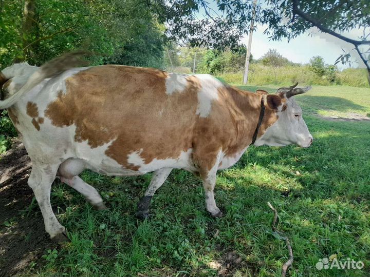 2 Коровы,отел в сентябре