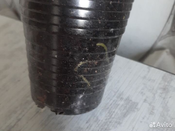 Эухарис амазонская лилия,эсхинантус 100