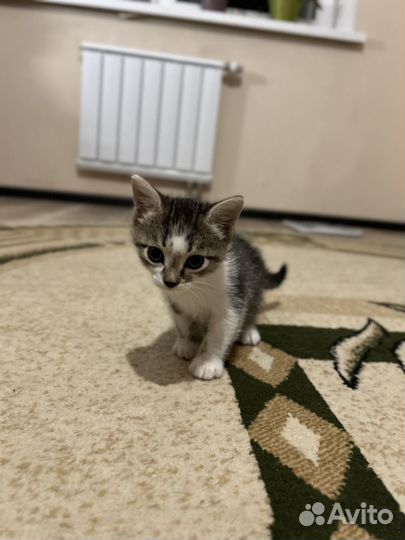 Котик в добрые руки
