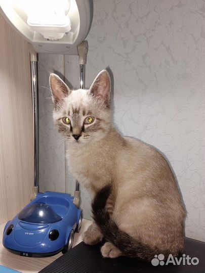 Котята мальчики