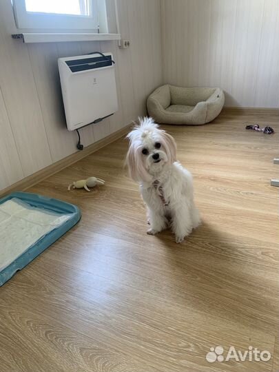 Зоогостиница, Передержка для собак