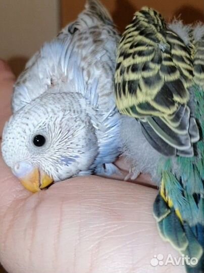 Волнистый попугай самки ручные
