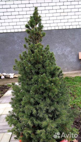 Ель канадская Коника