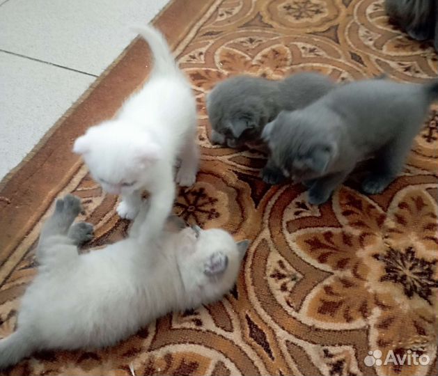 Британские котята