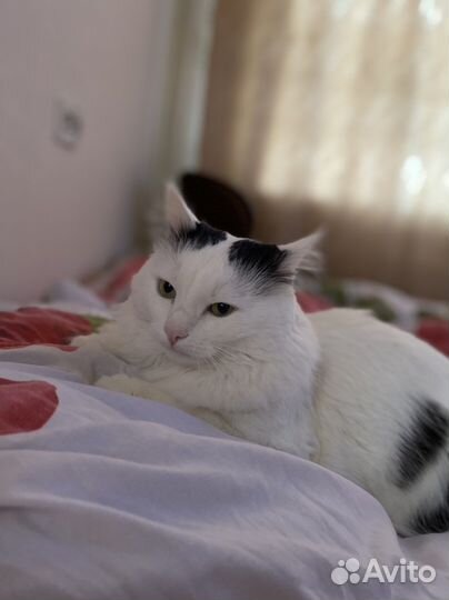 Котик в добрые руки