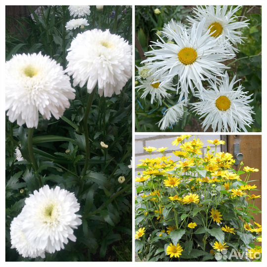 Цветы садовые многолетники