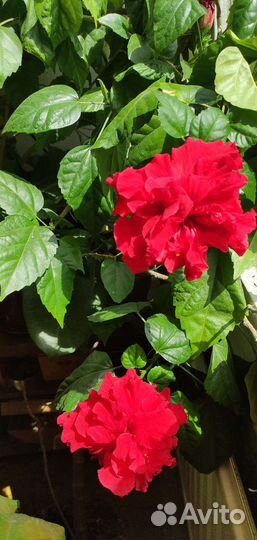 Комнатная роза