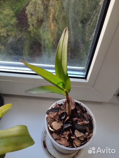 Орхидея дендробиум Кинга