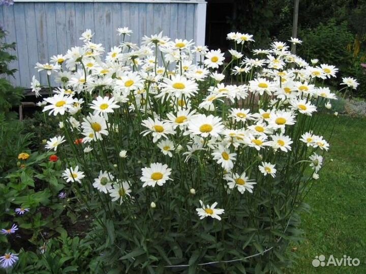 Много многолетних цветов для сада