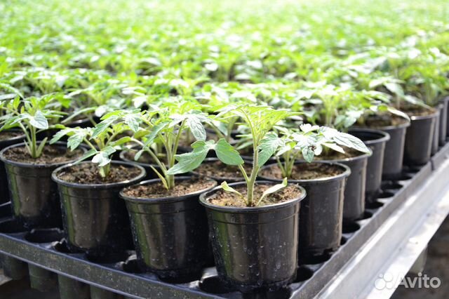 Рассада томатов перца баклажан