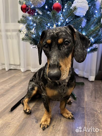 Вязка кобель такса