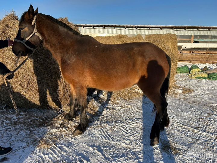 Лошади жеребята