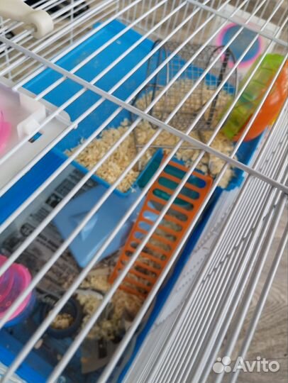 Продам хомяка джунгарика с клеткой