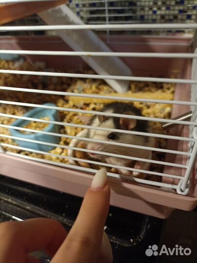 Продам Крысëнка. С клеткой, банкой еды