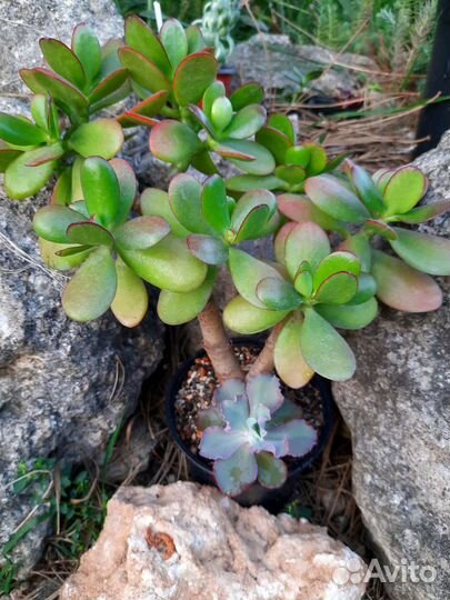 Красула Овата+ детка эхеверии Takasago No Okinа