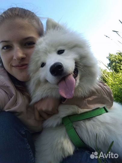 Выгул/няня для собак