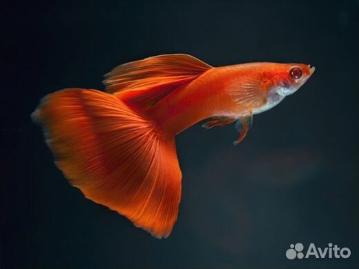 Аквариумные рыбки