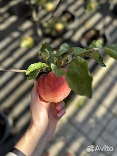 Яблони 3х летние зкс