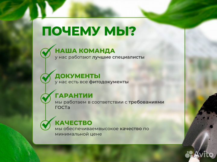 Питомник растений. Туи, кустарники, хвойные и тд