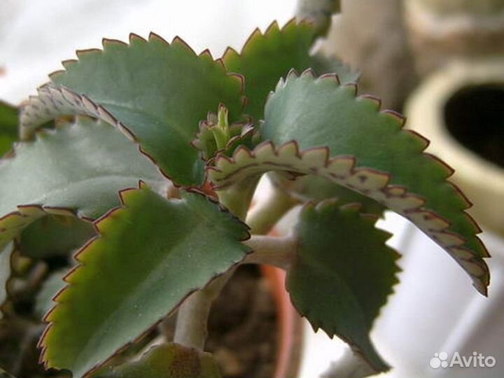 Комнатные растения