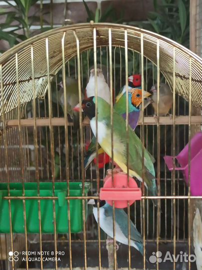 Амадин зебровый, амадин Гульда