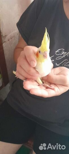 Молодые попугайчики волнистые и кореллы