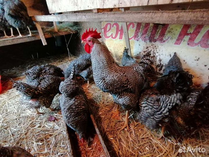 Мехеленская кук джерсийский гигант, маран,фавероль