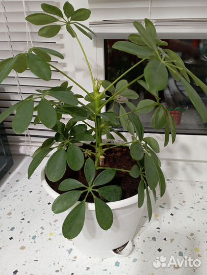 Комнатные цветы шефлера